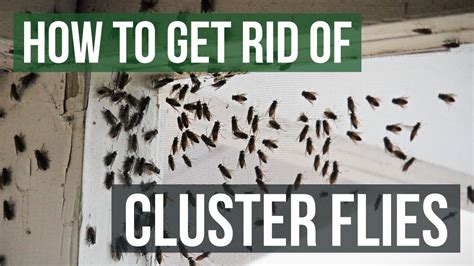 How to Get Rid of Cluster Flies: 4 Easy Methods .